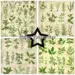 Paper Favourites 30,5x30,5 PF737 Kitchen Herbs