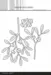 Simple and Basic die SBD707 - A6/A7 - Beautiful Mistletoe MEGA (bestilling)